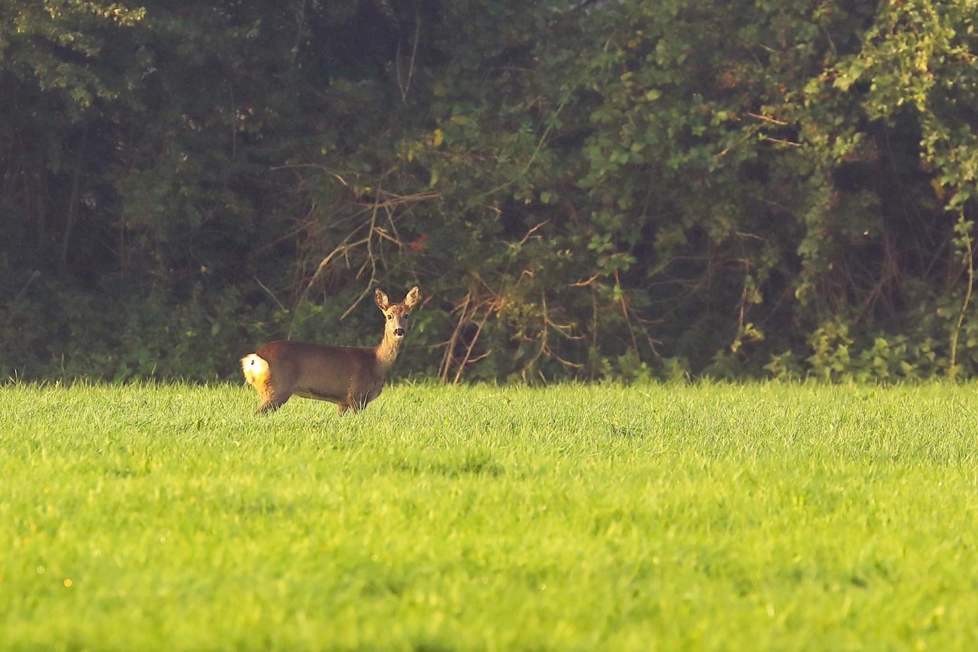 Natuurhuisje 'T Poepekrus Kootstertille Exteriér fotografie